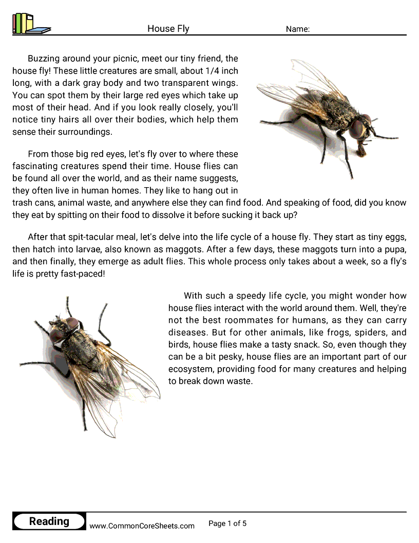 Reading Comprehension Insects Worksheets - house-fly worksheet