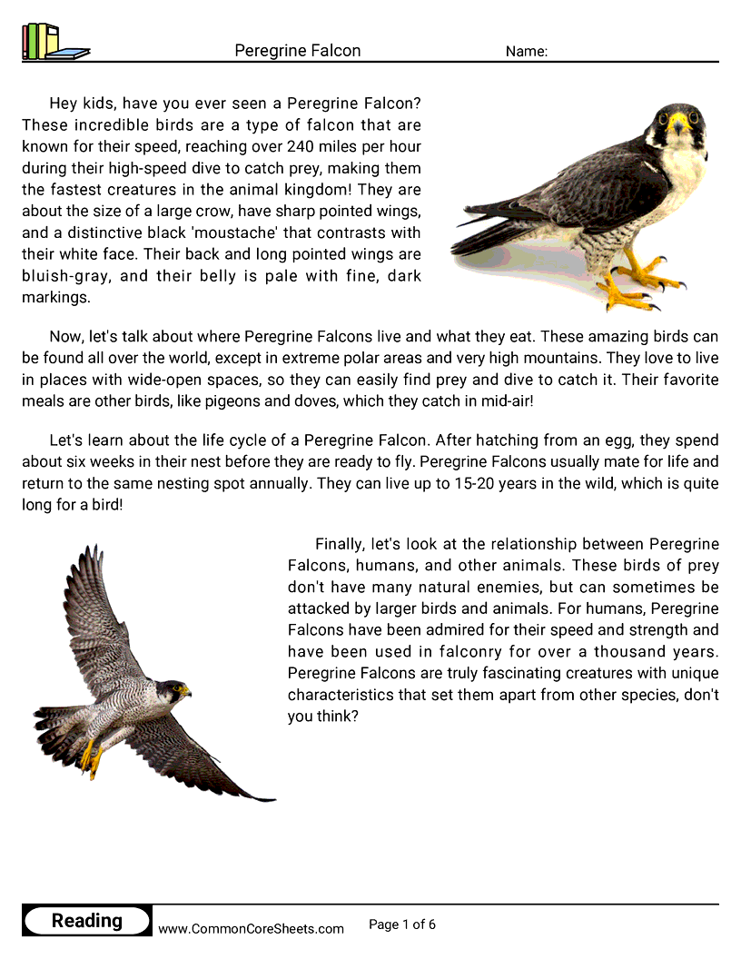 Reading Comprehension Birds Worksheets - peregrine-falcon worksheet