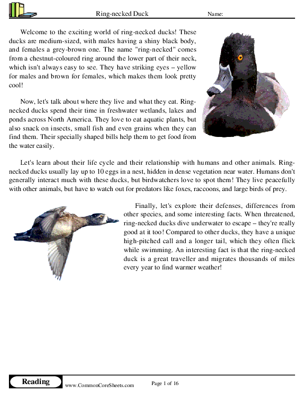  - ring-necked-duck worksheet