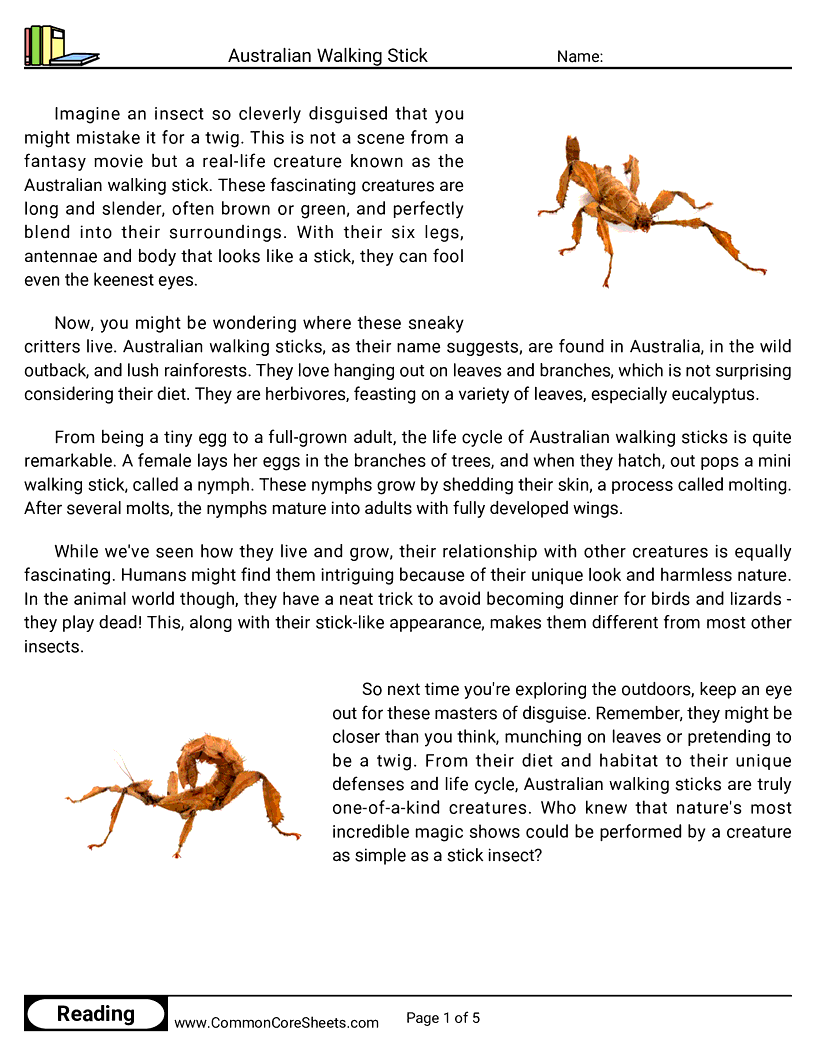 Reading Comprehension Insects Worksheets - australian-walking-stick worksheet
