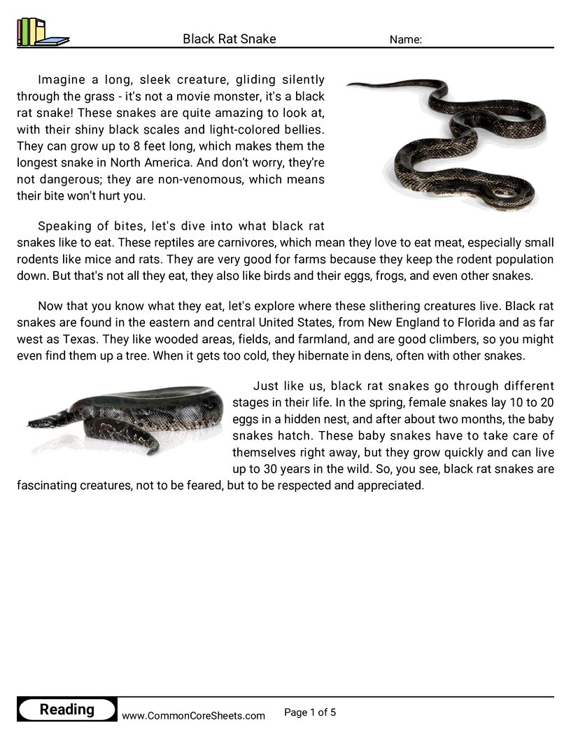 Reading Comprehension Reptiles - black-rat-snake worksheet