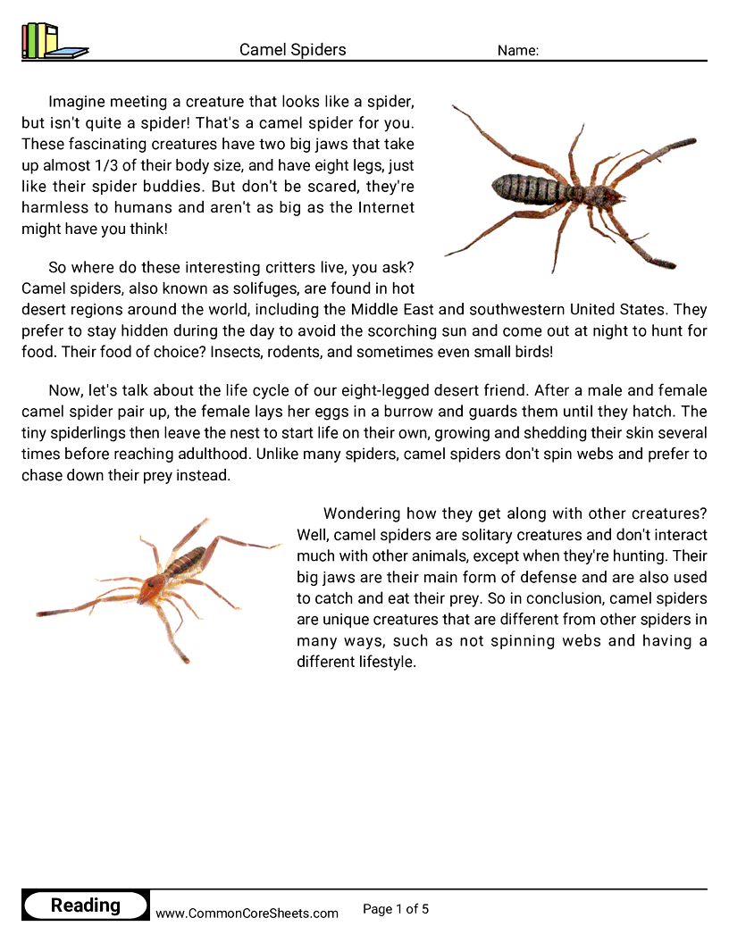 Reading Comprehension Spiders Worksheets - camel-spiders worksheet